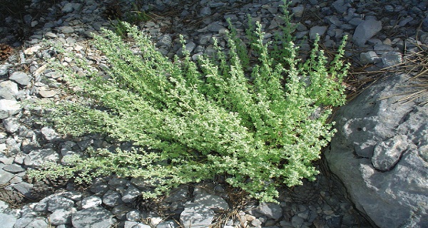 wild oregano