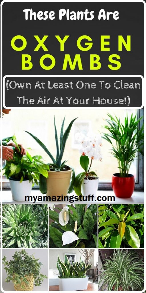 These Plants Are Oxygen Bombs – Have At Least One Of Them To Clean The Air At Your Home