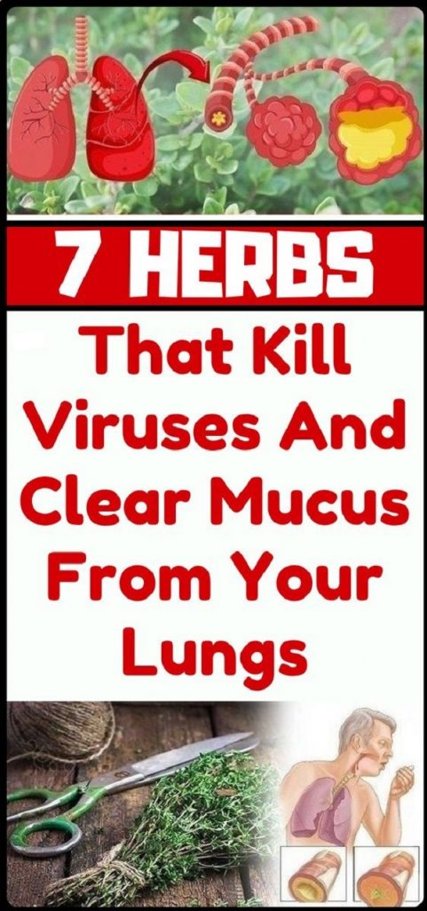7 Herbs That Kill Viruses and Clear Mucus from Your Lungs